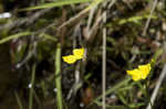 Humped bladderwort